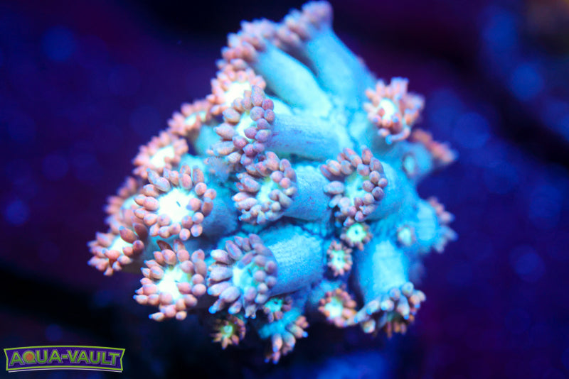 CV White Walker Goni 1