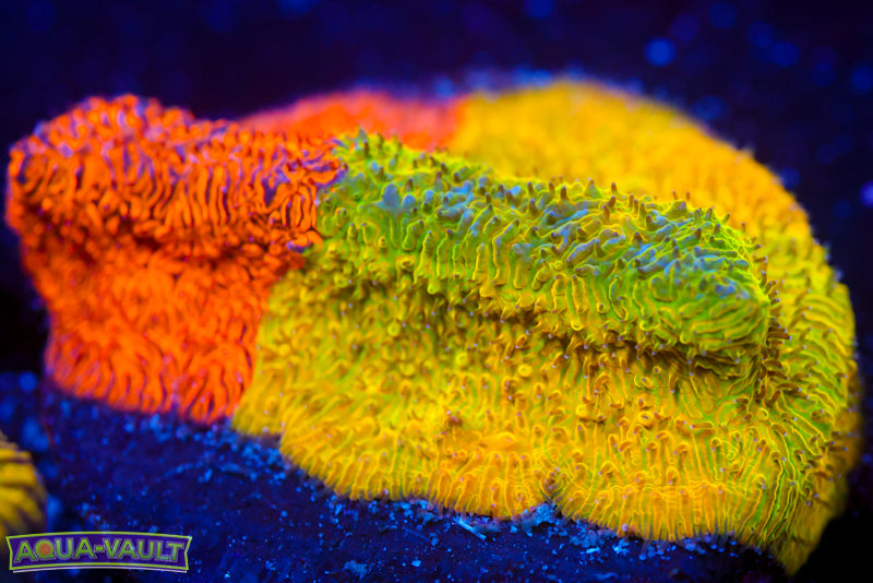 TSA Citrus Blast Grafted Lithophyllon 1