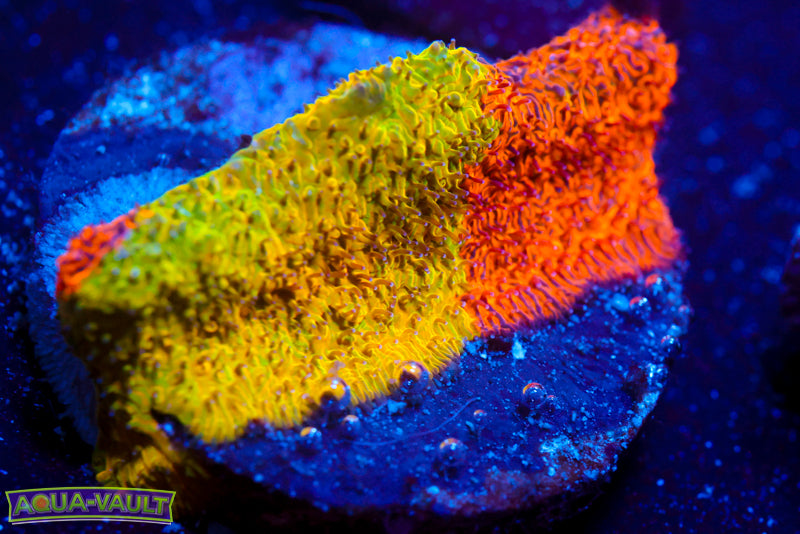 TSA Citrus Blast Grafted Lithophyllon 2