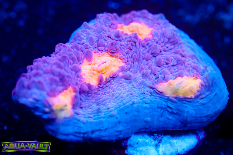 Easter Egg Chalice 3