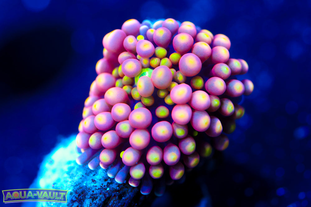 Unripe Peach Ricordea Florida