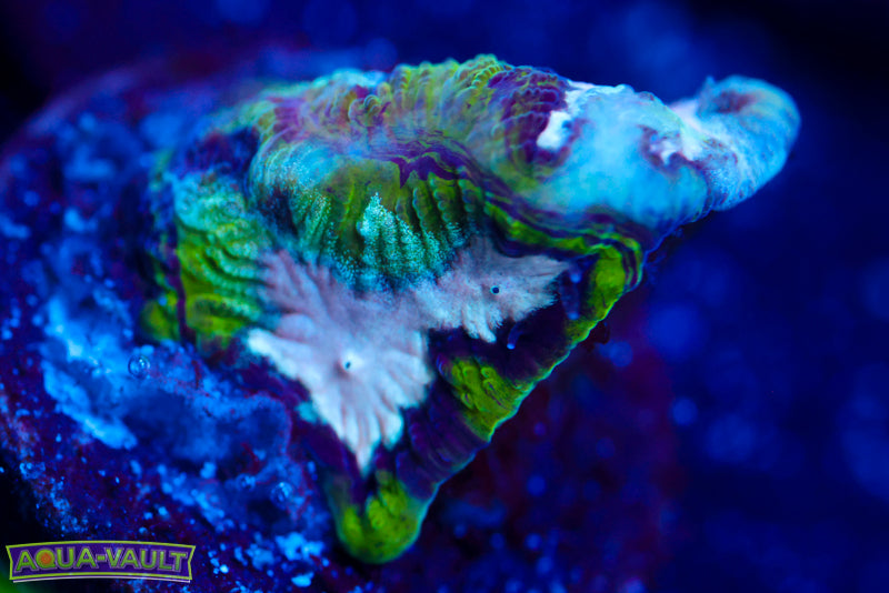 Hamster in Microwave Favia