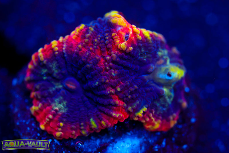 Ultra Full Tilt Favia