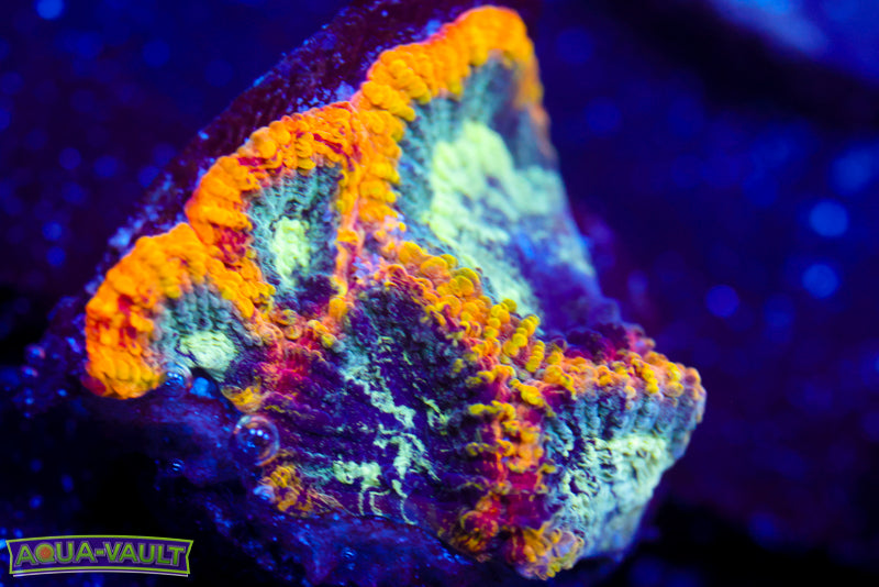 Yellow Submarine Favia 1