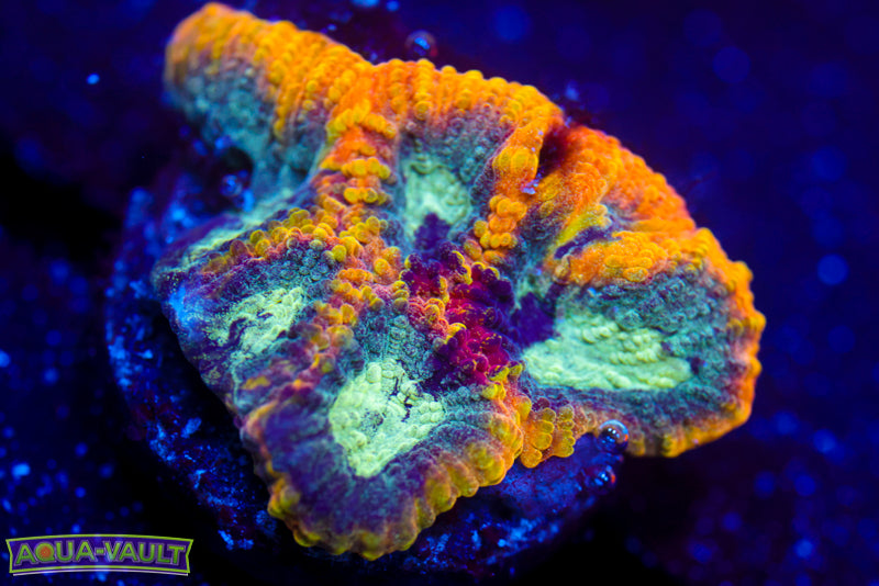 Yellow Submarine Favia 2