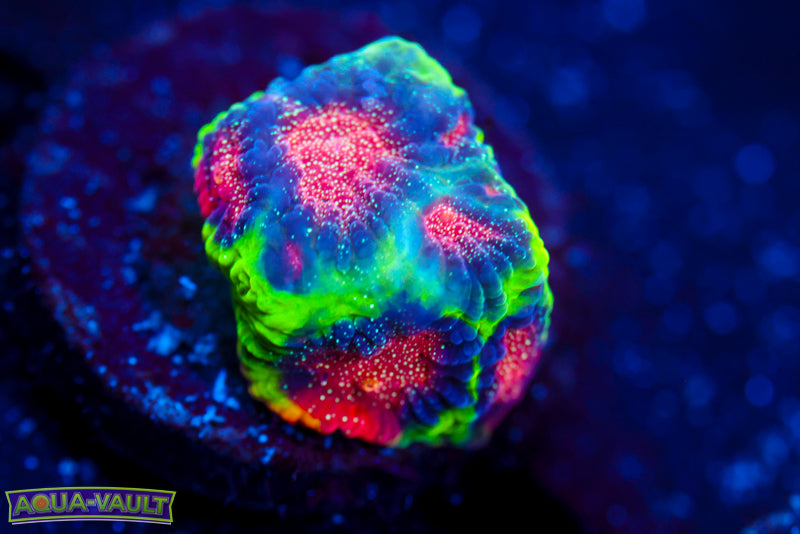 CV Rainbow Venom Favia 1