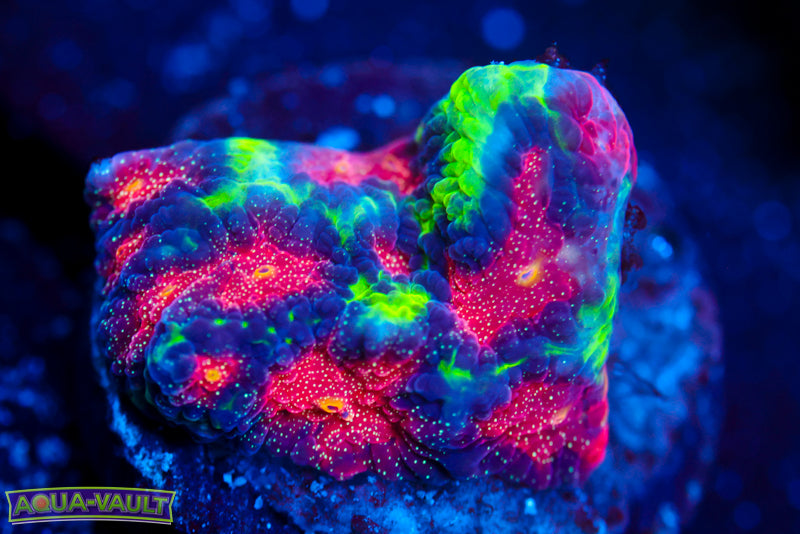 CV Rainbow Venom Favia 3