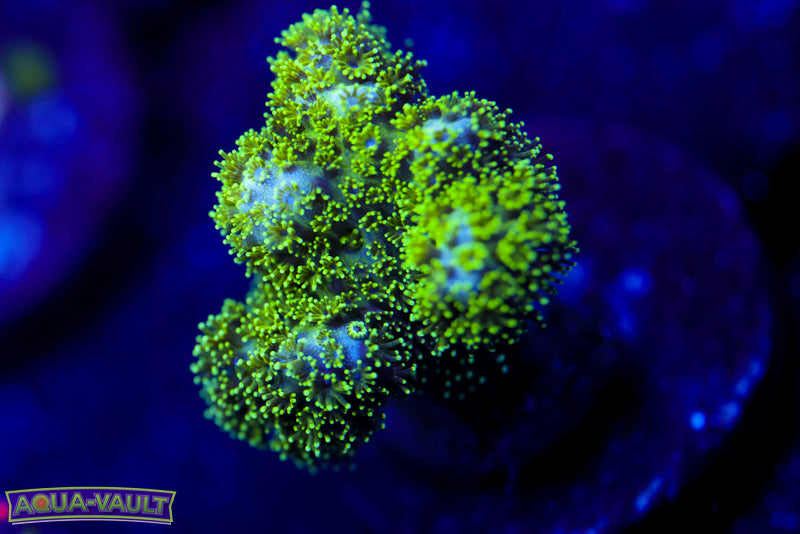 Radioactive Pocillopora 4