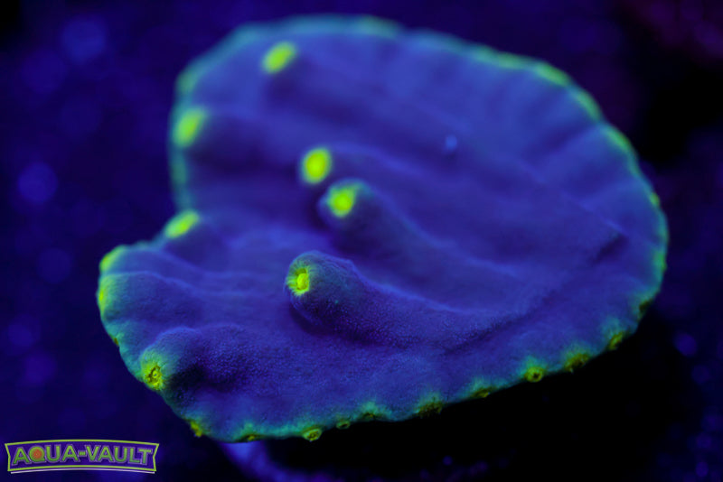 Plating Turbinaria 1