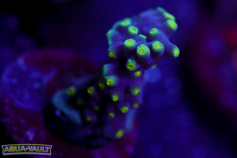 Plating Turbinaria 2