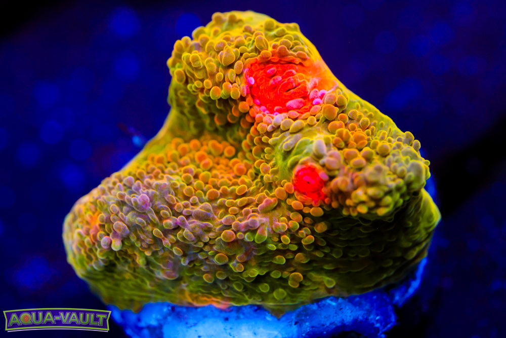 4G Mummy Eye Chalice