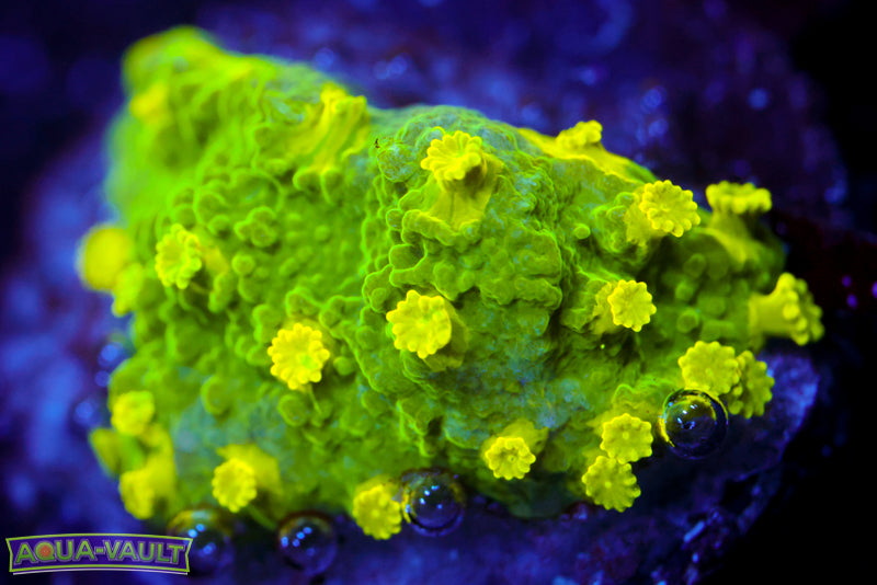 Glow Worm Astreopora 1