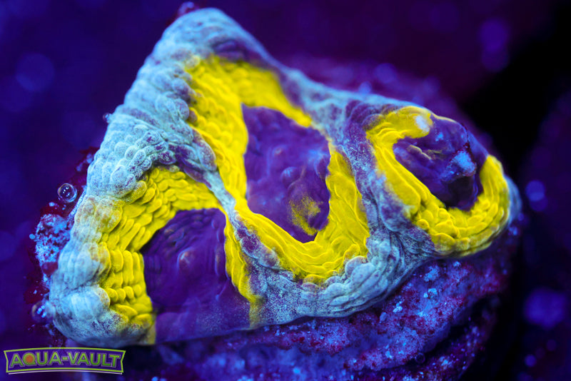 Lemony Slime Time Platygyra 2