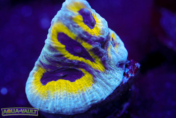 Lemony Slime Time Platygyra 3