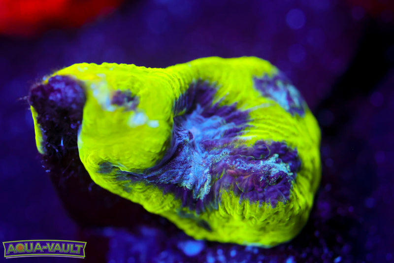 Court Jester Platygyra 1