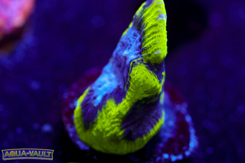 Court Jester Platygyra  2