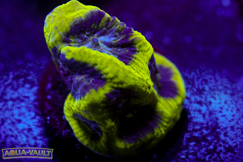 Court Jester Platygyra 3