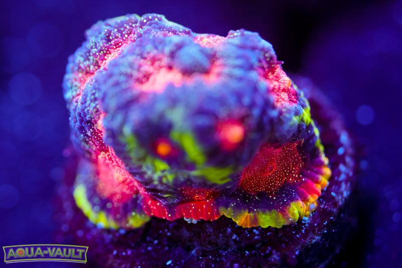 CV Rainbow Venom Favia 2