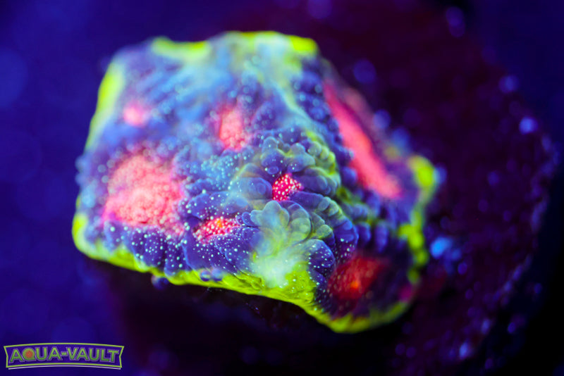 CV Rainbow Venom Favia 4