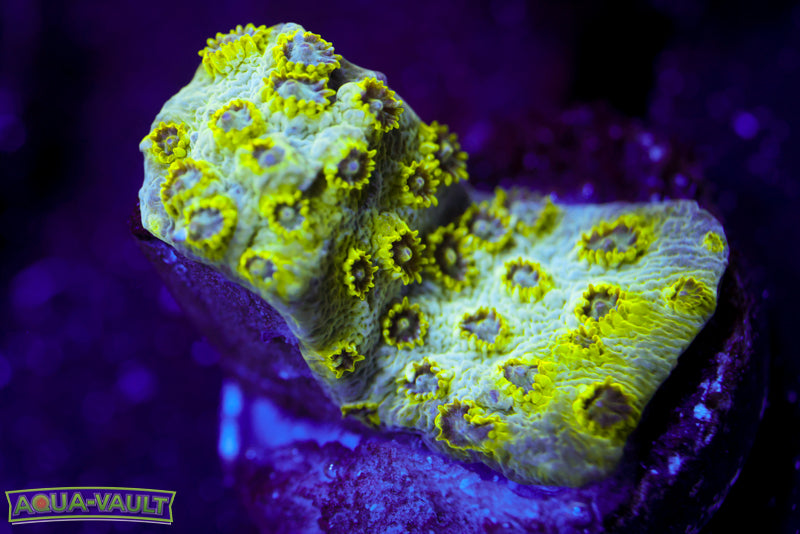Seafoam Cyphastrea 4