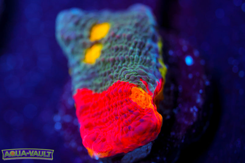 Jelly Bean Chalice 1