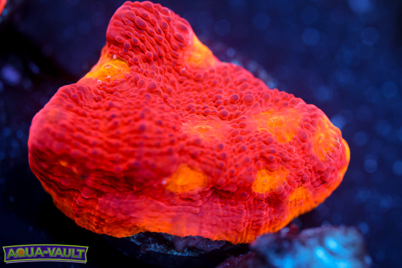 CB Flaming Bugatti Chalice 1