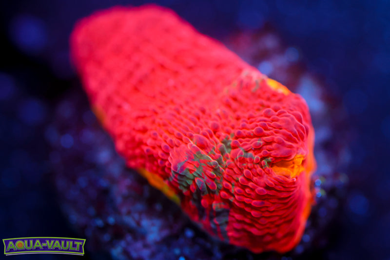 CB Flaming Bugatti Chalice 2