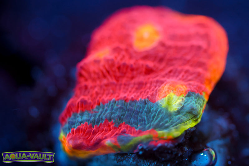 Jelly Bean Chalice 2