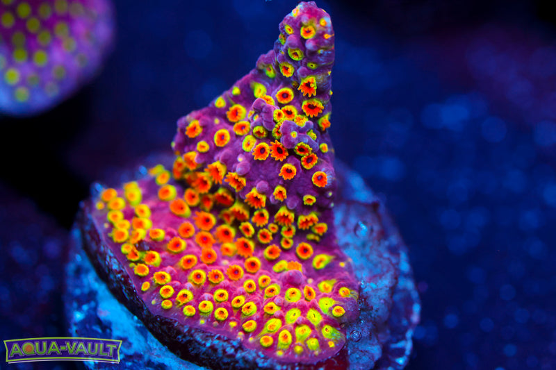 Looney Tunes Stylocoeniella 1