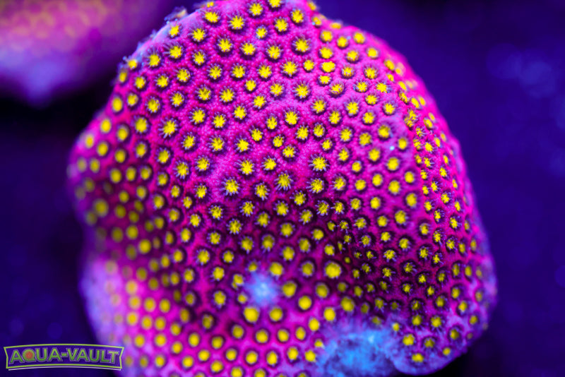 Electric Daisy Stylocoeniella 1