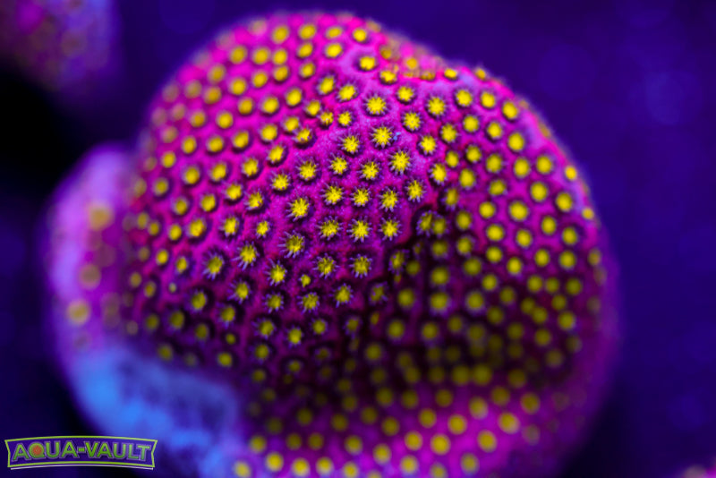 Electric Daisy Stylocoeniella 2