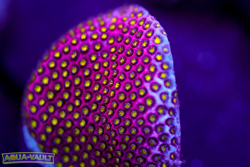 Electric Daisy Stylocoeniella 3