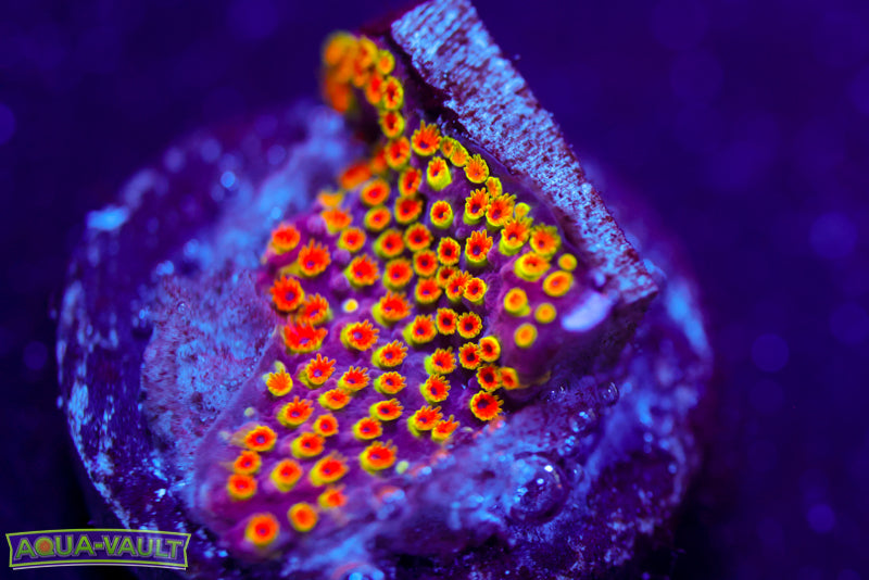 Looney Tunes Stylocoeniella 2