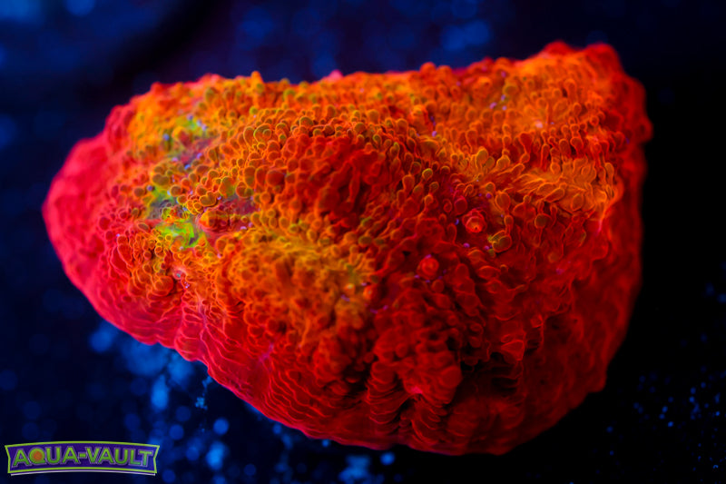 ARC Ludicrous Chalice 2