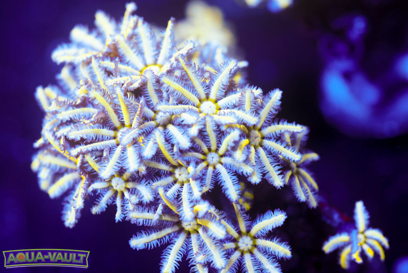 Reunion Flower Pipe Organ 1