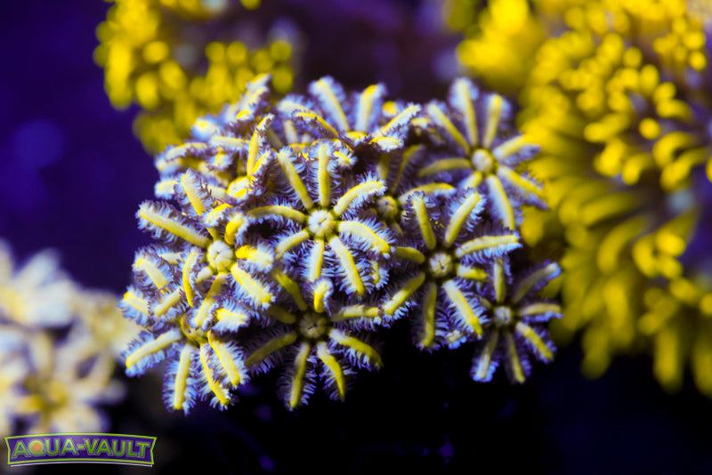Reunion Flower Pipe Organ 2