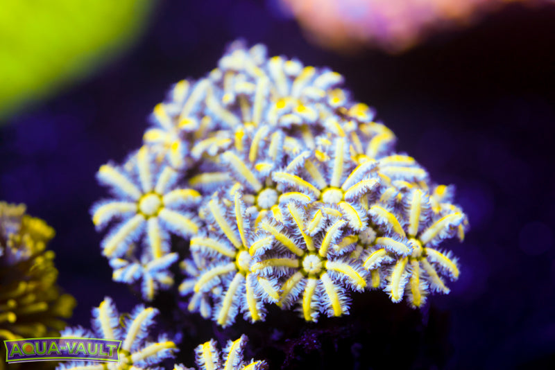 Reunion Flower Pipe Organ 3