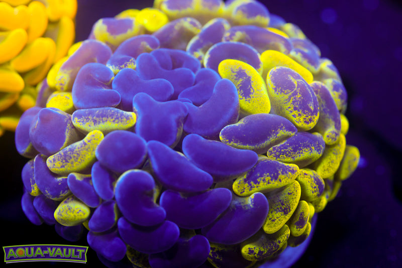 Bicolor Splatter Ultra Hammer