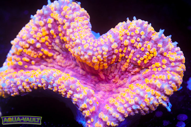 Gold Dust Symphillia