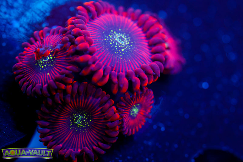 Magician Zoa