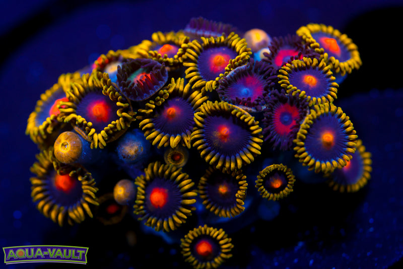 Zoa Mix