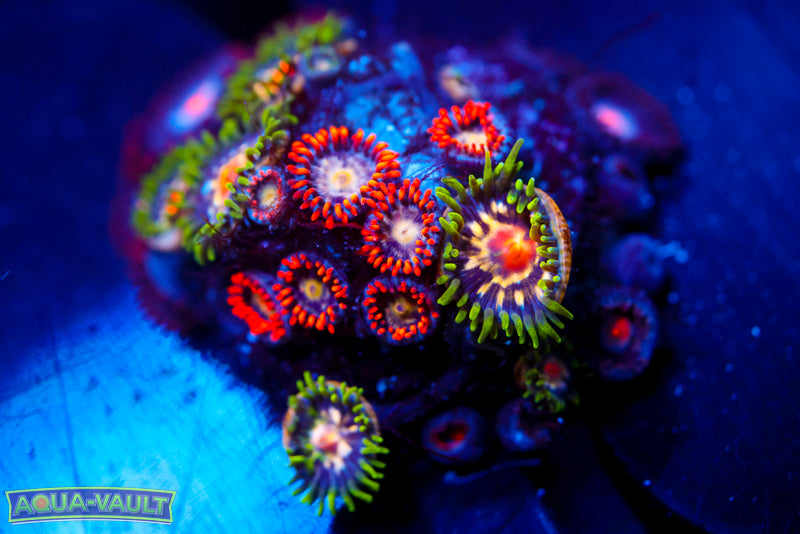JF Stargazer + Fire Cracker Zoas