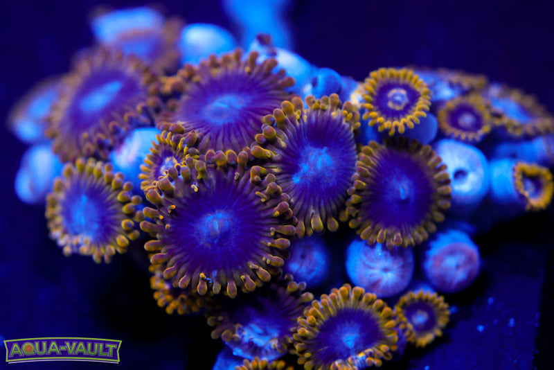 Yoda Zoa Mini Colony