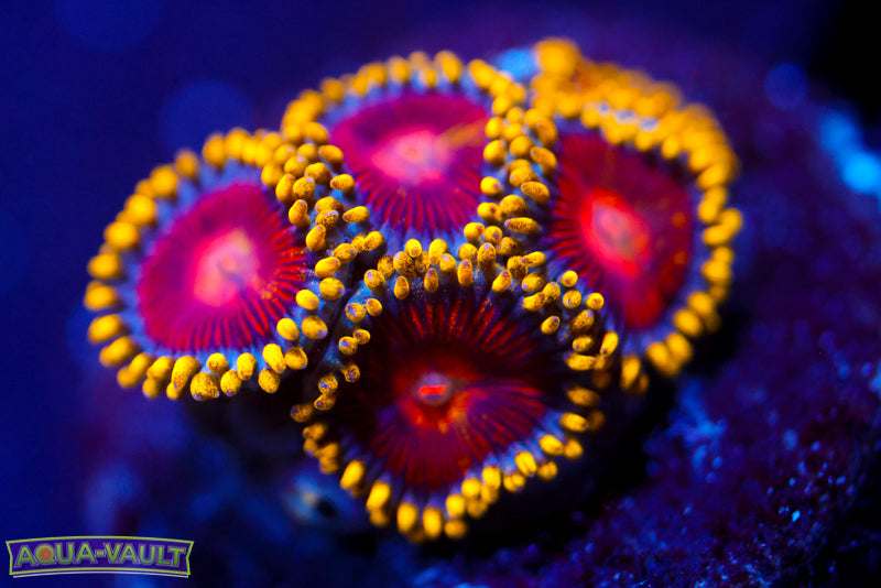 CC Super Saiyan Zoa