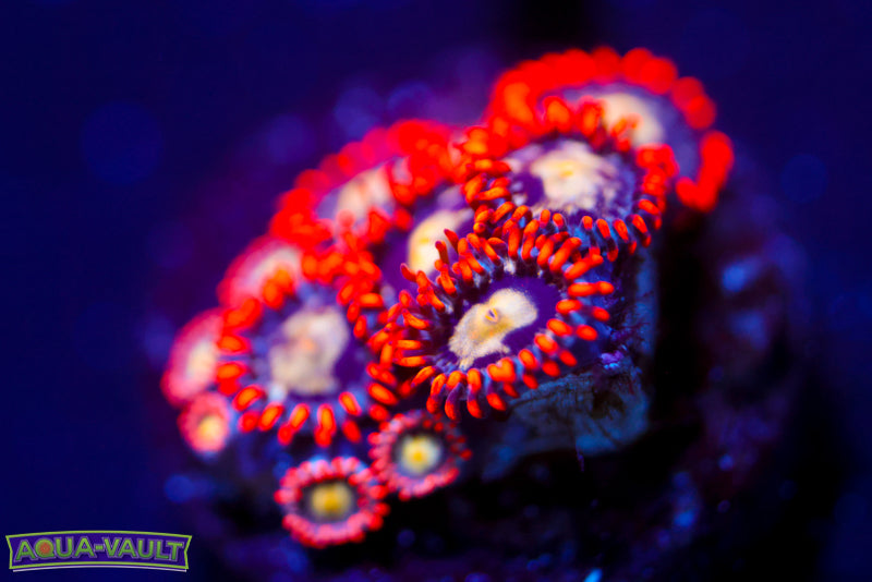 Firecracker Zoa 1