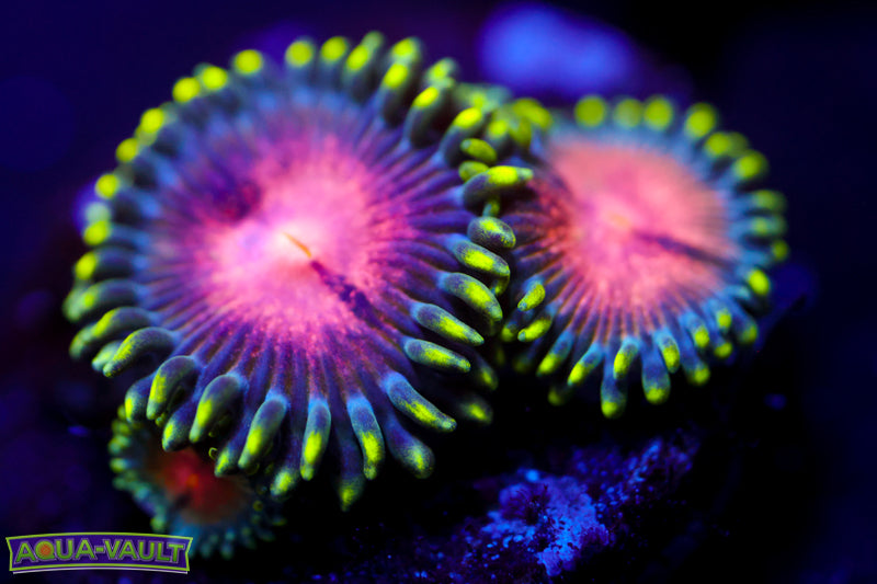Sneaky Pink Zoa