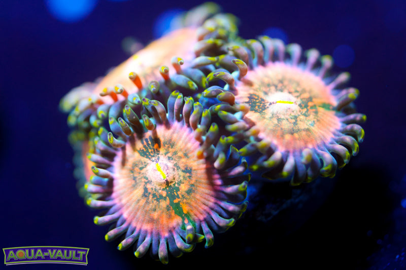 Cosmic Hawaiian Zoa