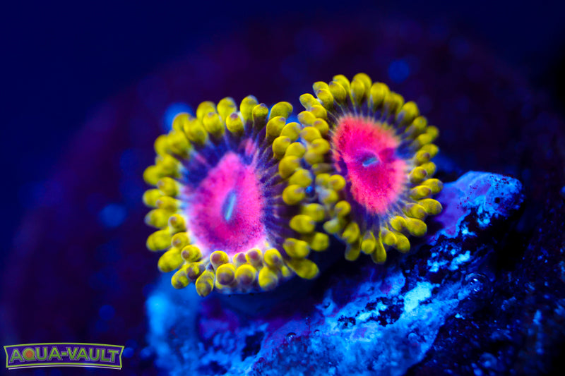 Scarlet Fever Zoa 1
