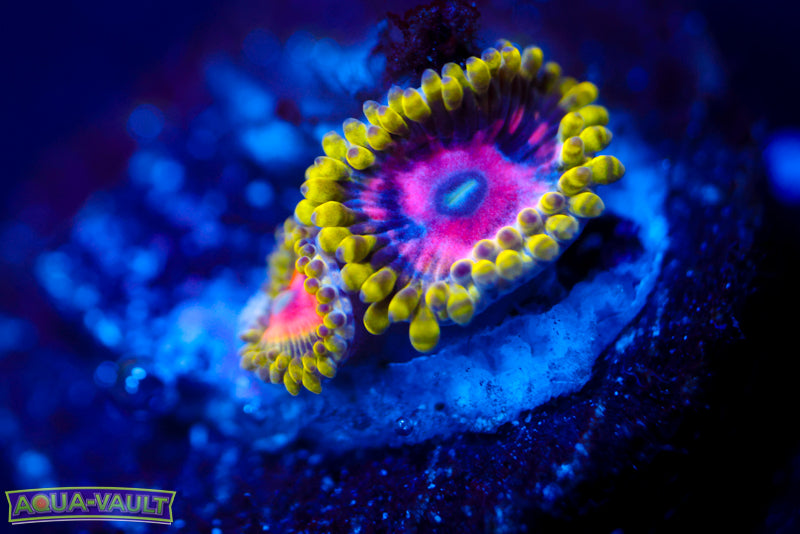 Scarlet Fever Zoa 2