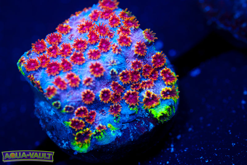 Skittles Bomb Cyphastrea 3